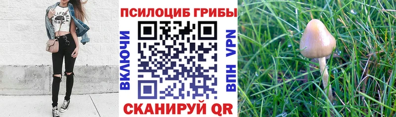 Галлюциногенные грибы MAGIC MUSHROOMS  купить закладку  Сенгилей 